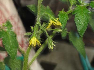 中玉トマト「フルティカ」の花